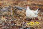 Rock ptarmigan pair, male courting hen on the arctic tundra Art Print